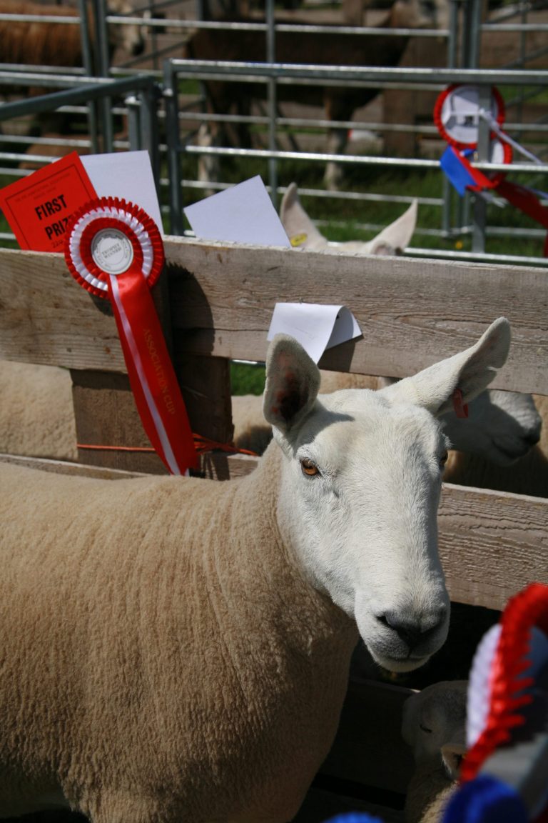 A Day at Fife Show Fife Show