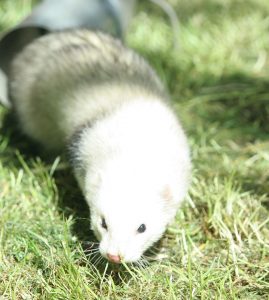 fife-ferret